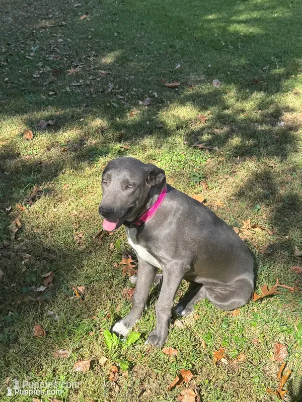  Urgent rehome. Please read  – Great Pyrenees, Cane Corso puppy for sale in Covington, GA