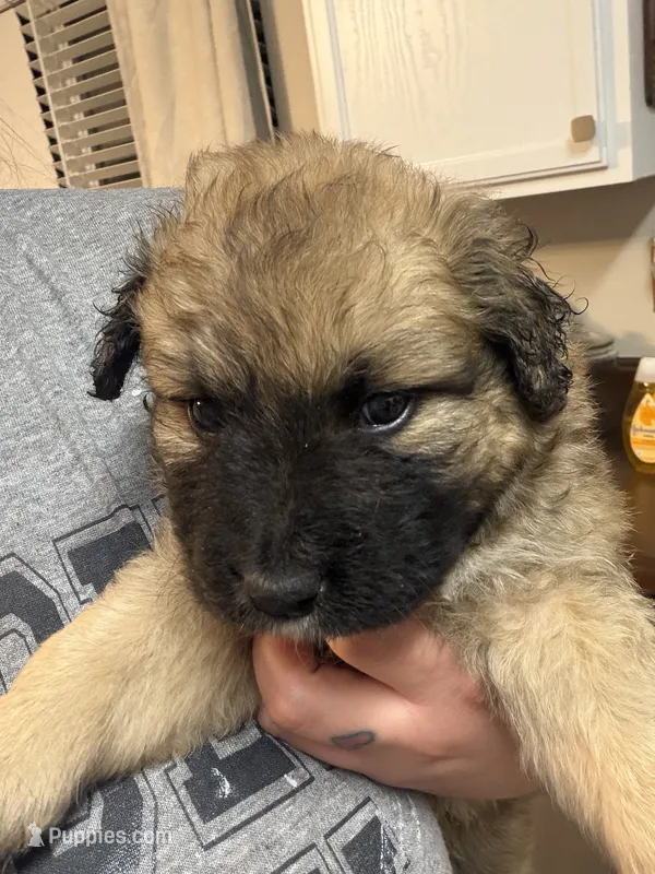 Puppy 1  – German Shepherd Dog, Labrador Retriever puppy for sale in Covington, GA