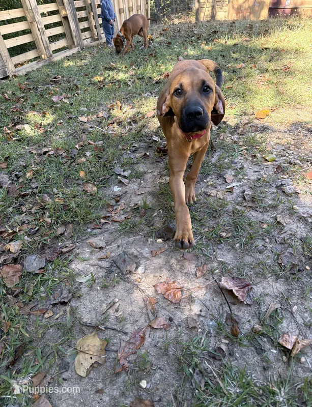 Scarlett – Bloodhound, Redbone Coonhound puppy for sale in Covington, GA