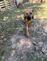 Scarlett, a female Bloodhound and Redbone Coonhound for sale in Covington, GA – 1 of 2