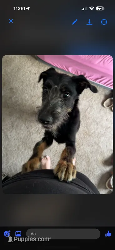 Schnauzer mix – Standard Schnauzer puppy for sale in Covington, GA