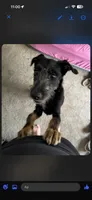 Schnauzer mix, a male Standard Schnauzer for sale in Covington, GA – 1 of 2