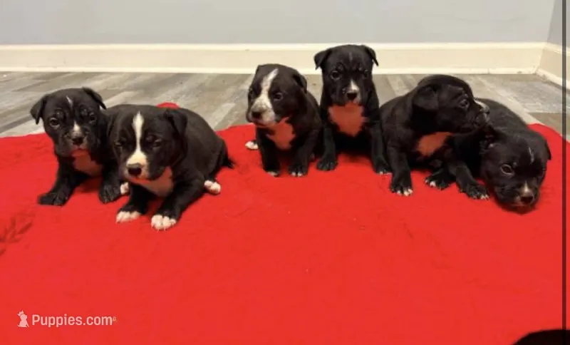 Cane corso/ amstaff  – American Staffordshire Terrier, Cane Corso puppy for sale in Covington, GA