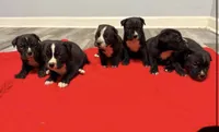 Cane corso/ amstaff , a female American Staffordshire Terrier and Cane Corso for sale in Covington, GA – 1 of 1
