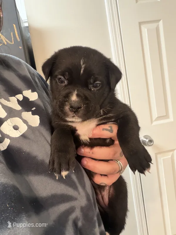 Cane corso/ amstaff  – American Staffordshire Terrier, Cane Corso puppy for sale in Covington, GA