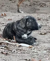  Urgent rehome. Please read , a male Great Pyrenees and Cane Corso for sale in Covington, GA – 3 of 3