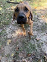Scarlett, a female Bloodhound and Redbone Coonhound for sale in Covington, GA – 2 of 2