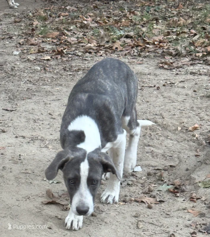  Urgent rehome. Please read  – Great Pyrenees, Cane Corso puppy for sale in Covington, GA