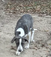  Urgent rehome. Please read , a male Great Pyrenees and Cane Corso for sale in Covington, GA – 1 of 3