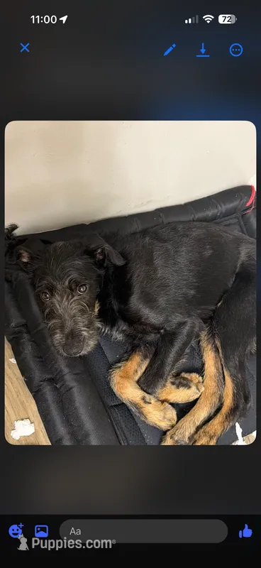 Schnauzer mix – Standard Schnauzer puppy for sale in Covington, GA