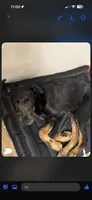 Schnauzer mix, a male Standard Schnauzer for sale in Covington, GA – 2 of 2