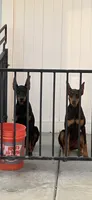 Cairo, a male Doberman Pinscher for sale in San Bernardino, CA – 10 of 10