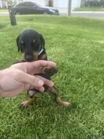 Italia, a female Doberman Pinscher for sale in San Bernardino, CA – 3 of 9