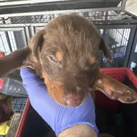 Italia, a female Doberman Pinscher for sale in San Bernardino, CA – Photo 1 of 10