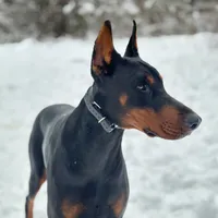 Italia, a female Doberman Pinscher for sale in San Bernardino, CA – Photo 7 of 10