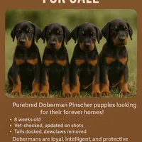 Italia, a female Doberman Pinscher for sale in San Bernardino, CA – Photo 5 of 10