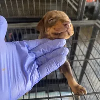 Italia, a female Doberman Pinscher for sale in San Bernardino, CA – Photo 3 of 10