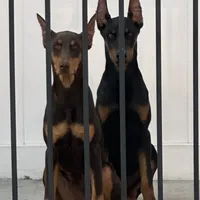 Italia, a female Doberman Pinscher for sale in San Bernardino, CA – Photo 9 of 10