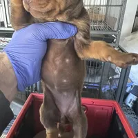 Italia, a female Doberman Pinscher for sale in San Bernardino, CA – Photo 4 of 10