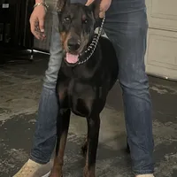 Italia, a female Doberman Pinscher for sale in San Bernardino, CA – Photo 6 of 10