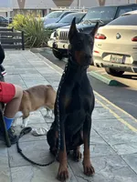 Cairo, a male Doberman Pinscher for sale in San Bernardino, CA – 8 of 10