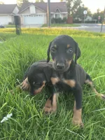 Moscow , a male Doberman Pinscher for sale in San Bernardino, CA – 2 of 4
