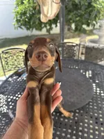 Cairo, a male Doberman Pinscher for sale in San Bernardino, CA – 1 of 10