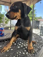 Roma, a female Doberman Pinscher for sale in San Bernardino, CA – 1 of 8