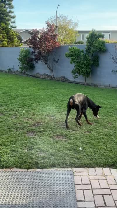 London, a female Doberman Pinscher for sale in San Bernardino, CA – 10 of 10