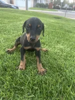 Italia, a female Doberman Pinscher for sale in San Bernardino, CA – 1 of 9