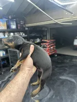 Morocco , a male Doberman Pinscher for sale in San Bernardino, CA – 3 of 10