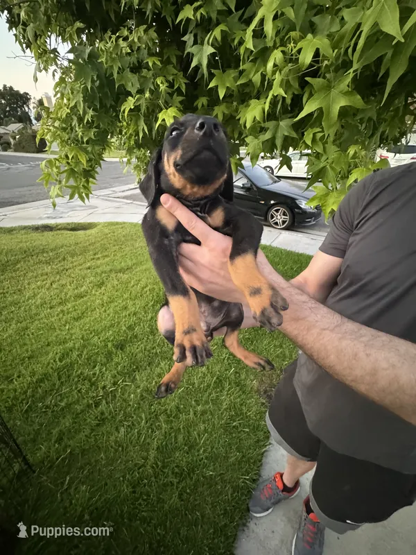 London – Doberman Pinscher puppy for sale in San Bernardino, CA