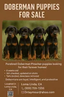 Morocco , a male Doberman Pinscher for sale in San Bernardino, CA – 4 of 10
