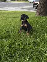 London, a female Doberman Pinscher for sale in San Bernardino, CA – 2 of 10