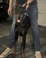 London, a female Doberman Pinscher for sale in San Bernardino, CA – 6 of 10