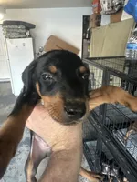 Italia, a female Doberman Pinscher for sale in San Bernardino, CA – 2 of 9