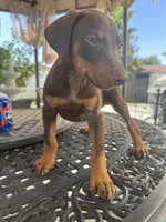 Cairo, a male Doberman Pinscher for sale in San Bernardino, CA – 2 of 10