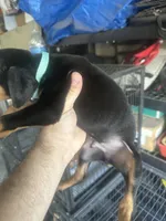 Moscow , a male Doberman Pinscher for sale in San Bernardino, CA – 4 of 4