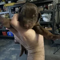 Roma, a female Doberman Pinscher for sale in San Bernardino, CA – Photo 1 of 10