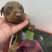 Roma, a female Doberman Pinscher for sale in San Bernardino, CA – Photo 4 of 10