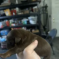 Roma, a female Doberman Pinscher for sale in San Bernardino, CA – Photo 2 of 10