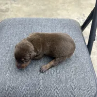 Roma, a female Doberman Pinscher for sale in San Bernardino, CA – Photo 3 of 10