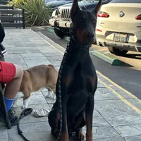 Roma, a female Doberman Pinscher for sale in San Bernardino, CA – Photo 8 of 10