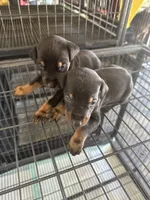 Berlin, a male Doberman Pinscher for sale in San Bernardino, CA – 3 of 3