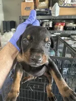 Berlin, a male Doberman Pinscher for sale in San Bernardino, CA – 2 of 3