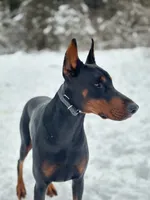 Morocco , a male Doberman Pinscher for sale in San Bernardino, CA – 8 of 10
