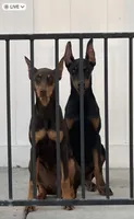 Morocco , a male Doberman Pinscher for sale in San Bernardino, CA – 5 of 10