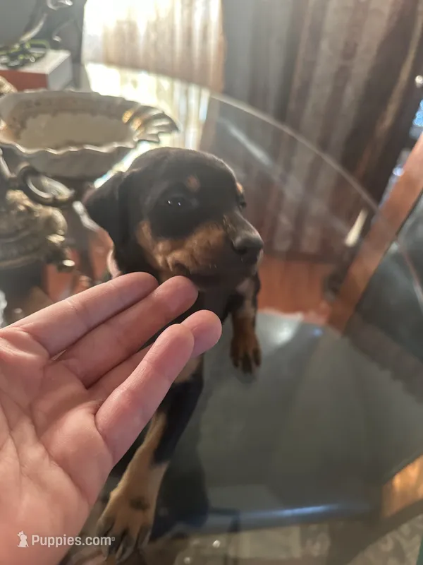 Tokyo – Doberman Pinscher puppy for sale in San Bernardino, CA