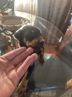 Tokyo, a female Doberman Pinscher for sale in San Bernardino, CA – 1 of 10