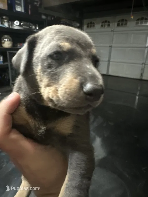 Paris  – Doberman Pinscher puppy for sale in San Bernardino, CA